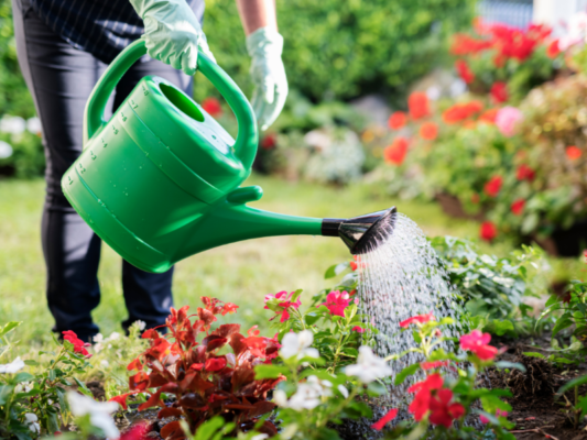 Watering Guide for Vibrant Flowers